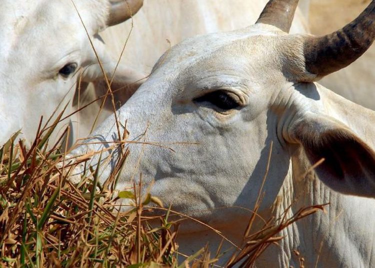 Goiás tem 3 vezes mais gado do que habitantes