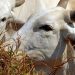 Goiás tem 3 vezes mais gado do que habitantes
