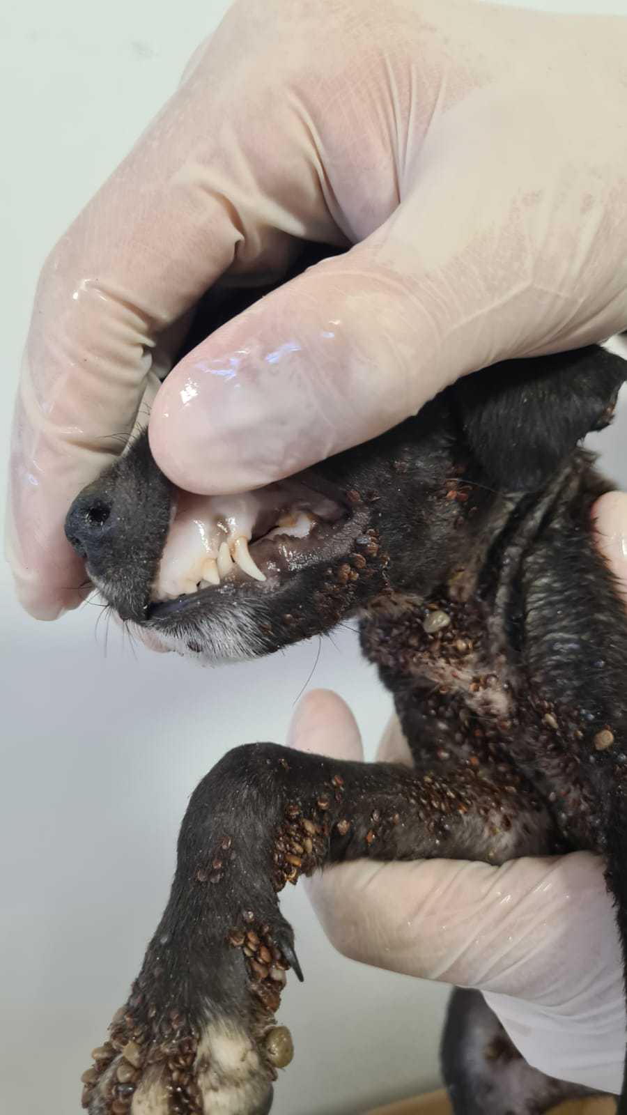 Filhote estava com a mucosa branca | Foto: PCGO