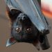 Morcegos frugívoros da família Pteropodidae são hospedeiros do Nipah | Foto: Reprodução