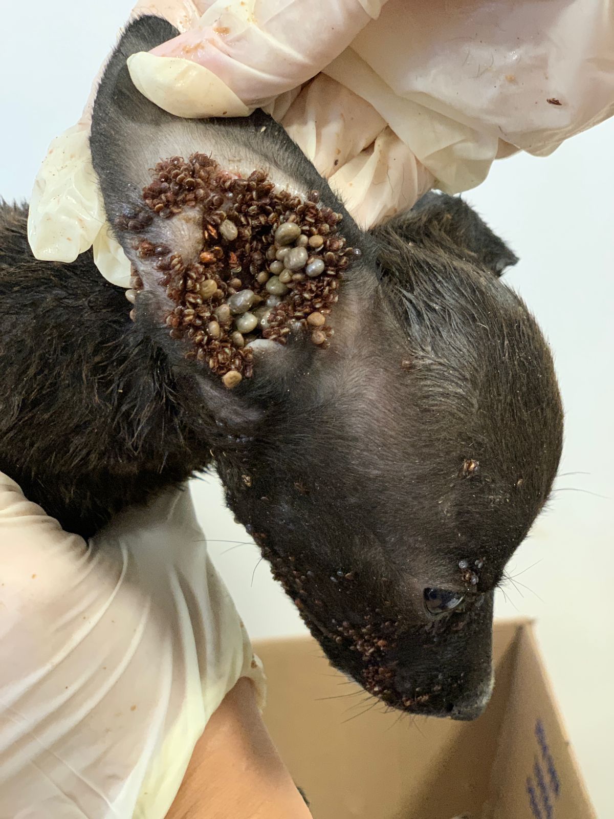 Parasitas infestaram orelha do animal | Foto: PCGO