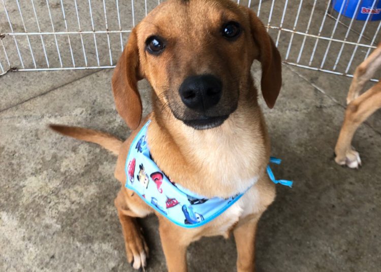 Filhotes e adultos já foram selecionados | Foto: Divulgação