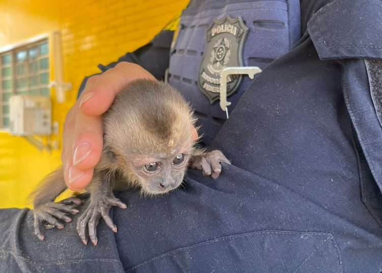 Animal foi resgatado e encaminhado para centro de reabilitação | Foto: PRF