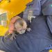 Animal foi resgatado e encaminhado para centro de reabilitação | Foto: PRF