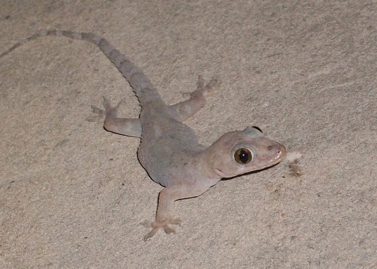 Garoto, de 11 anos, passou muito mal logo no dia seguinte | Foto: Andréatl/Wikimedia Commons