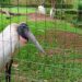 Zoológico de Goiânia | Foto: Agetul