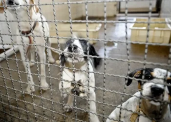 Aparecida planeja centro para acolher cães e gatos abandonados